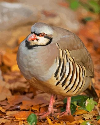 Partridge Bird diamond painting