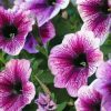 Petunia diamond painting