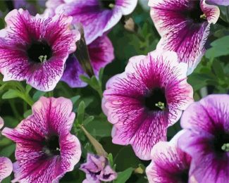 Petunia diamond painting