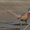 Pheasant Bird diamond painting