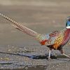 Pheasant Bird diamond painting