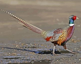 Pheasant Bird diamond painting