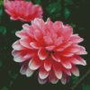 Pink Dahlia diamond painting