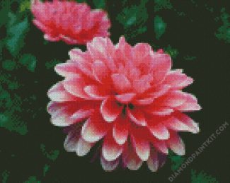 Pink Dahlia diamond painting