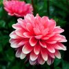 Pink Dahlia diamond painting