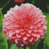 Pink Dahlia Flower diamond painting