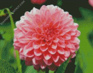 Pink Dahlia Flower diamond painting