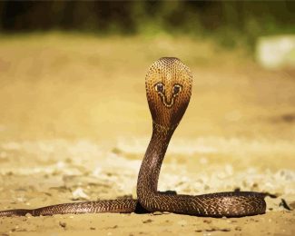 Poisonous Cobra diamond painting