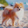 Pomeranian Puppy diamond painting