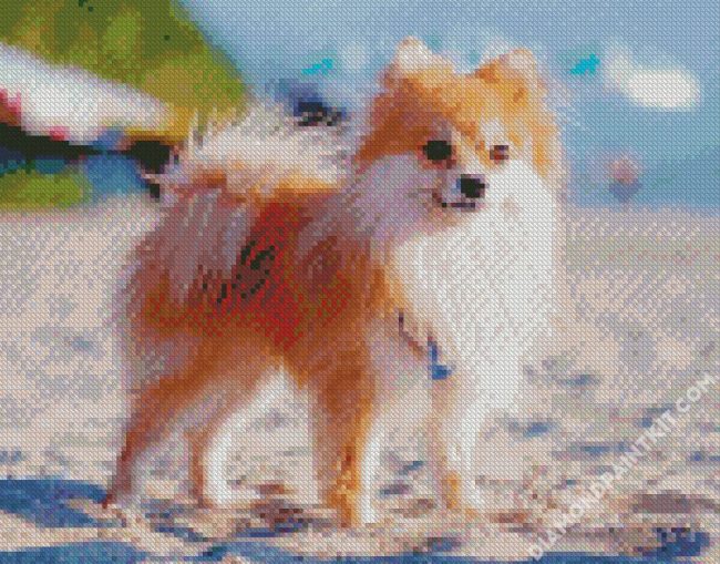 Pomeranian Puppy diamond painting