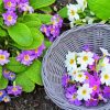 Purple And White Primroses diamond painting