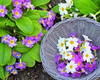 Purple And White Primroses diamond painting