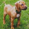 Puppy Rhodesian Ridgeback diamond painting