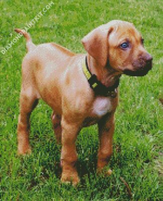 Puppy Rhodesian Ridgeback diamond painting