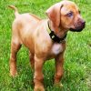 Puppy Rhodesian Ridgeback diamond painting