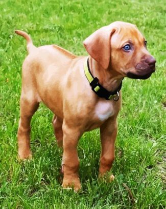 Puppy Rhodesian Ridgeback diamond painting