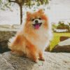 Puppy Pomeranian diamond painting