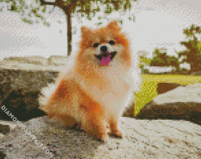 Puppy Pomeranian diamond painting