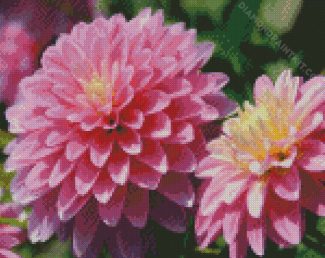 Purple Dahlias Flower diamond painting