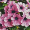 Purple Petunia Flowers diamond painting