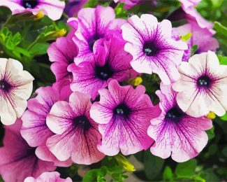 Purple Petunia Flowers diamond painting