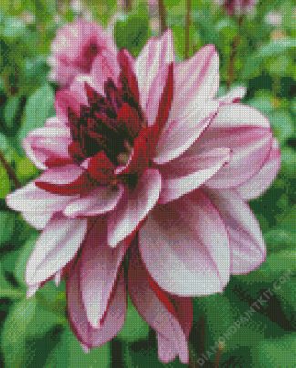 Red And White Dahlia Flower diamond painting