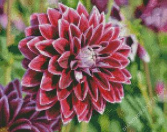 Red Blooming Dahlia Flower diamond painting