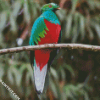 Red Eyes Quetzal diamond painting