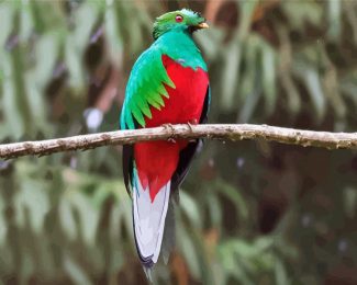 Red Eyes Quetzal diamond painting