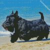 Scottish Terrier Dog diamond painting