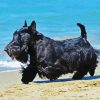 Scottish Terrier Dog diamond painting