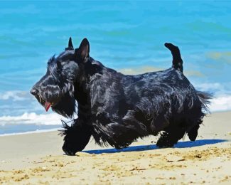 Scottish Terrier Dog diamond painting