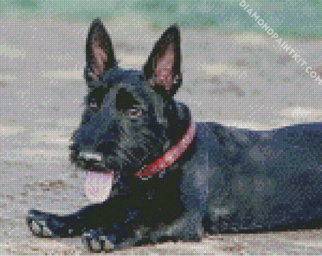 Scottish Terrier Puppy diamond painting