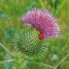 Scottish Thistle diamond painting