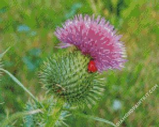 Scottish Thistle diamond painting