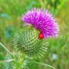 Scottish Thistle diamond painting