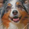 Sheltie Pet diamond painting