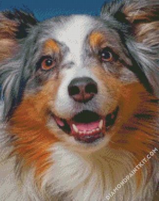 Sheltie Pet diamond painting