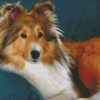 Shelties Dog diamond painting