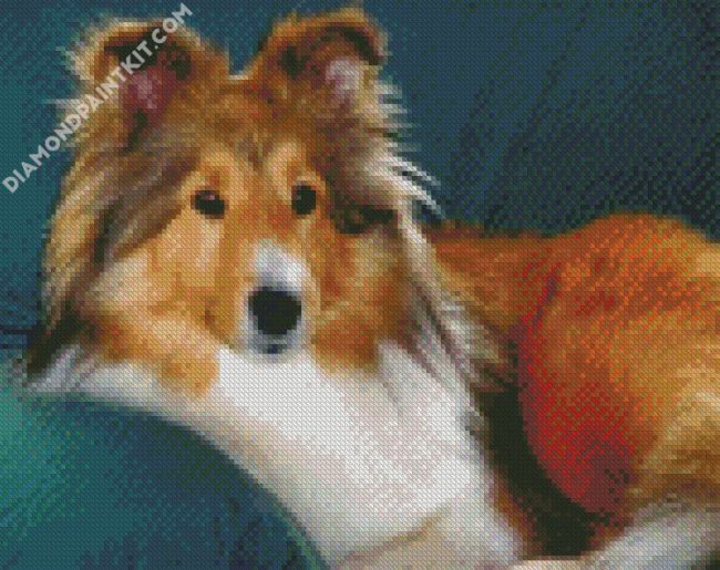 Shelties Dog diamond painting