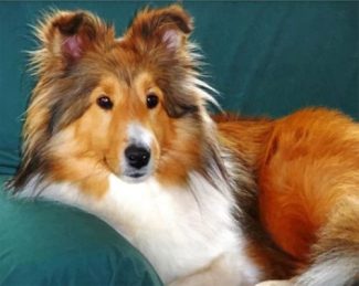 Shelties Dog diamond painting