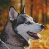 Siberian Husky Close Up diamond painting