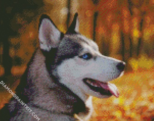 Siberian Husky Close Up diamond painting