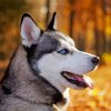 Siberian Husky Close Up diamond painting