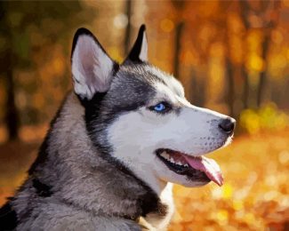 Siberian Husky Close Up diamond painting