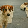 Street Dog diamond painting