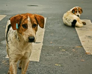 Street Dog diamond painting