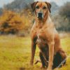 Strong Rhodesian Ridgeback Animal diamond painting