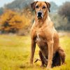 Strong Rhodesian Ridgeback Animal diamond painting