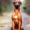 Strong Rhodesian Ridgeback diamond painting